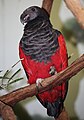 Pesquets Parrot