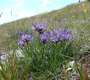 Blå Rapunsel (Phyteuma nigrum) Foto: Bernd Haynold