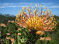 23.1.09 Leucospermum-Blüte