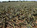 Насаждения с ананаси в Мексико