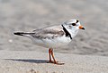 Image 99Piping plover in Queens