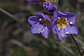 Polemonium elegans