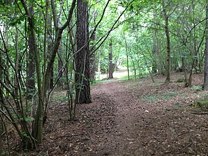 Promenadväg i skogsparken på Saltskog gård 2012. Flera ovanliga trädsorter finns planterade