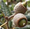 Eichel von der Cupula umgeben (Quercus ilex subsp. ilex).