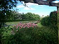 St Annes Rose Garden, Dublin, Ireland