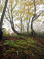 三宝荒神（岩野コース）