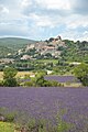 Lavandes (Lavandula), Simiane-la-Rotonde, 5 July.