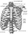 عظم القص في مكانه، متصلاً بالقفص الصدري والترقوة