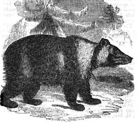 Ilustração de urso-pardo-siberiano datada de 1835