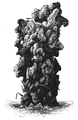 Fig. 3 A tower-like casting, probably ejected by a species of Perichaeta, from the Botanic Garden, Calcutta: of natural size, engraved from a photograph.