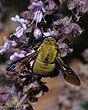 דבורת-עץ צהובה, זכר אוסף צוף מריחן, תל אביב