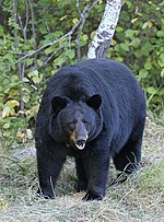 Thumbnail for American black bear