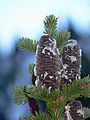 Abies lasiocarpa