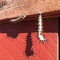 Agraulis vanillae larvae preparing for their metamorphoses