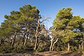 Grove of Aleppo Pines in Pinet, Hérault, France.