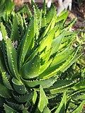 Thumbnail for File:Aloe perfoliata Aloes 2019-04-14 04.jpg