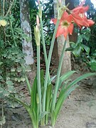 Amaryllis Plant with Flower.jpg