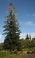 In habitat on Norfolk Island