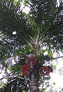 Arecaceae- Bactris gasipaes (chontaduro).jpg