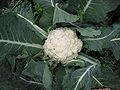 Brassica oleracea var. botrytis, il cavolfiore bianco