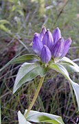 Gentiana clausa