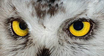Les yeux d'un harfang des neiges du zoo de Karlsruhe. (définition réelle 4 610 × 2 482)