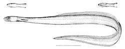 Serpentiiniankerias (Derichthys serpentinus)