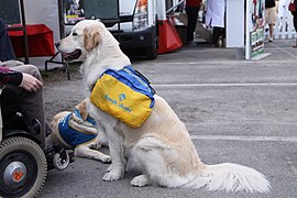 ENVA - JPO2010 - chien d'assistance pour handicapé.JPG