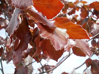 Hojas de Fagus sylvatica 'atropurpurea'.