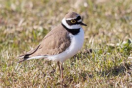 Im NSG Hilgener Ziegeleiloch heimisch: Flussregenpfeifer (Charadrius dubius)