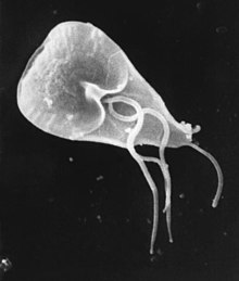 주사형전사현미경으로 본 람블편모충속(Giardia) 영양체