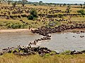 Endroit où les gnous traversent la rivière Mara.