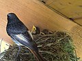 Male at nest; Germany