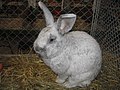 Category:Silver rabbit