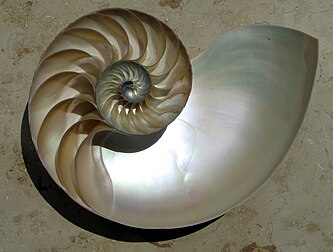 Coupe sagittale d'une coquille de nautile (Nautilus spp.) montrant l'enroulement en spirale logarithmique des différentes loges d'accroissement. (définition réelle 2 240 × 1 693)