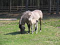 A konik mare with foal in Roztoczne National Park in Poland