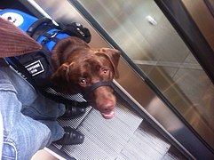 Service dog on escalator 2.jpg