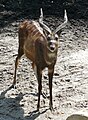 Tragelaphus spekii