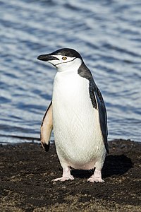 Chinstrap penguin, by Godot13