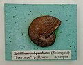 en:Spitidiscus subquadratus (Zwierzycki), Lower en:Hauterivian, Teke Dere, en:Shumen Province, (Coll. V.Tzankov) at the en:Sofia University 'St. Kliment Ohridski' Museum of Paleontology and Historical Geology