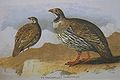 Tibetkönigshuhn aus Allan Octavian Hume und Charles Henry Tilson Marshall: Game birds of India, Burmah and Ceylon, 1880