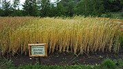 Thumbnail for File:Triticum dicoccon - emmer wheat.jpg