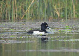 Tufted duck 02.jpg