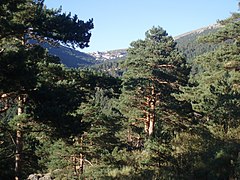 Valle de Navalmedio con el puerto de Navacerrada al fondo (Sierra de Guadarrama)