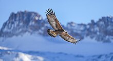 Aquila chrysaetos salvaje en vuelo con el Majinghorn al fondo