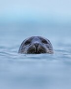 020 Wild harbor seal at Jökulsárlón (Iceland) Photo by Giles Laurent.jpg