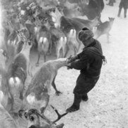 A reindeer round-up in the village of Äkäslompolo, Kolari, Finnish Lapland, in 1954 (JOKAUAS2 1B04-4).tif