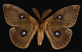 Mâle, face dorsale MHNT