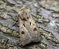 Agrotis exclamationis. Papallona adulta reposant