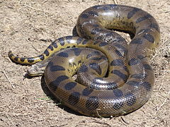 Anakonda velká, patrně nejtěžší žijící had na světě